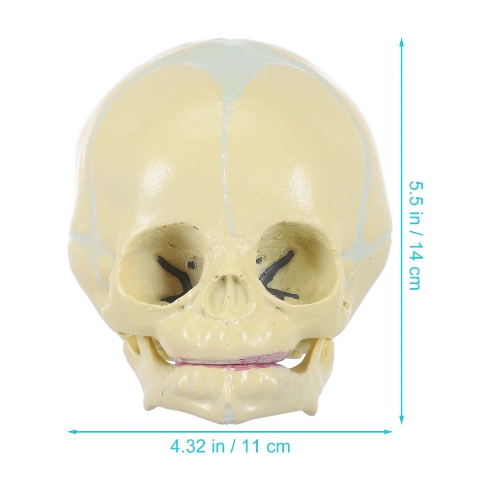 1pc Child Head Bone Model Realistic Child Skull Model Useful Medical Supplies