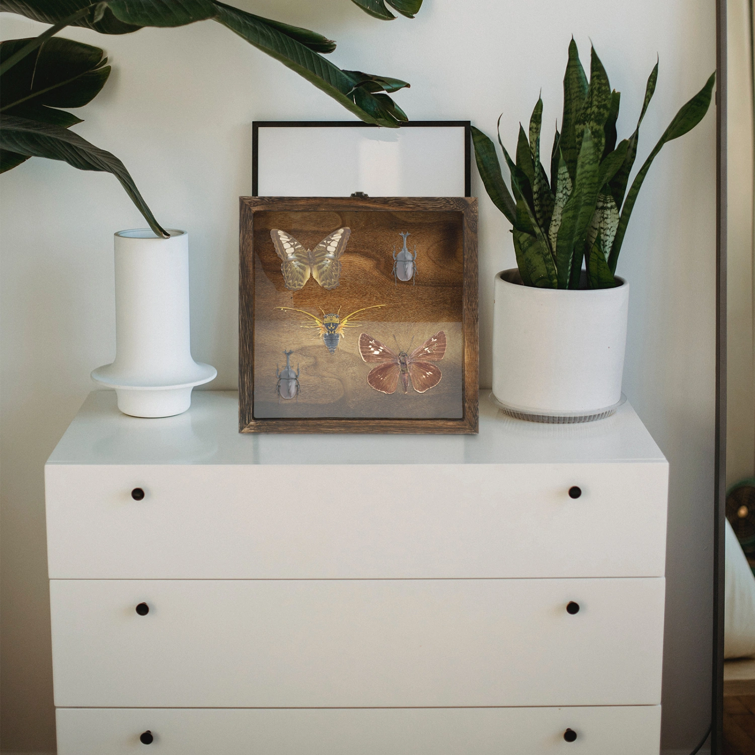 Insect Specimen Display Case Specimen Protective Case Wooden Display Box