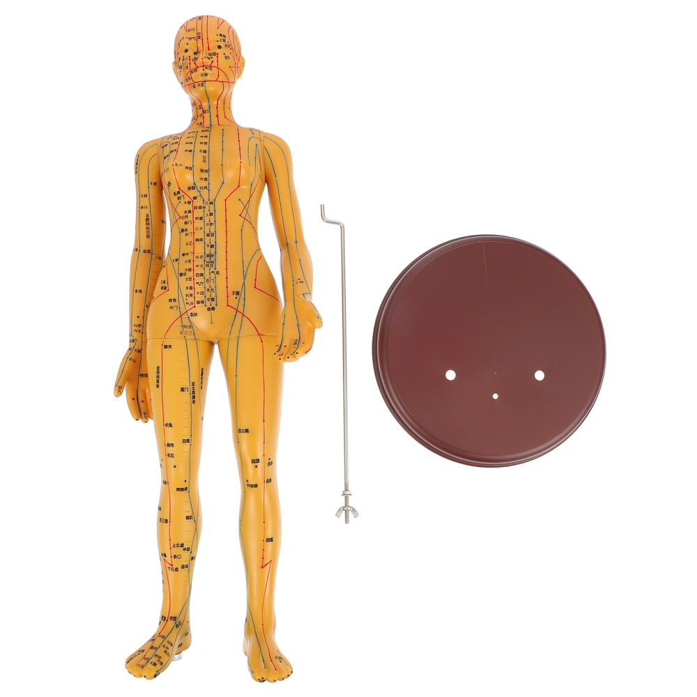 1pc Medical Acupuncture Models Traditional Chinese Acupuncture Model for Hospital