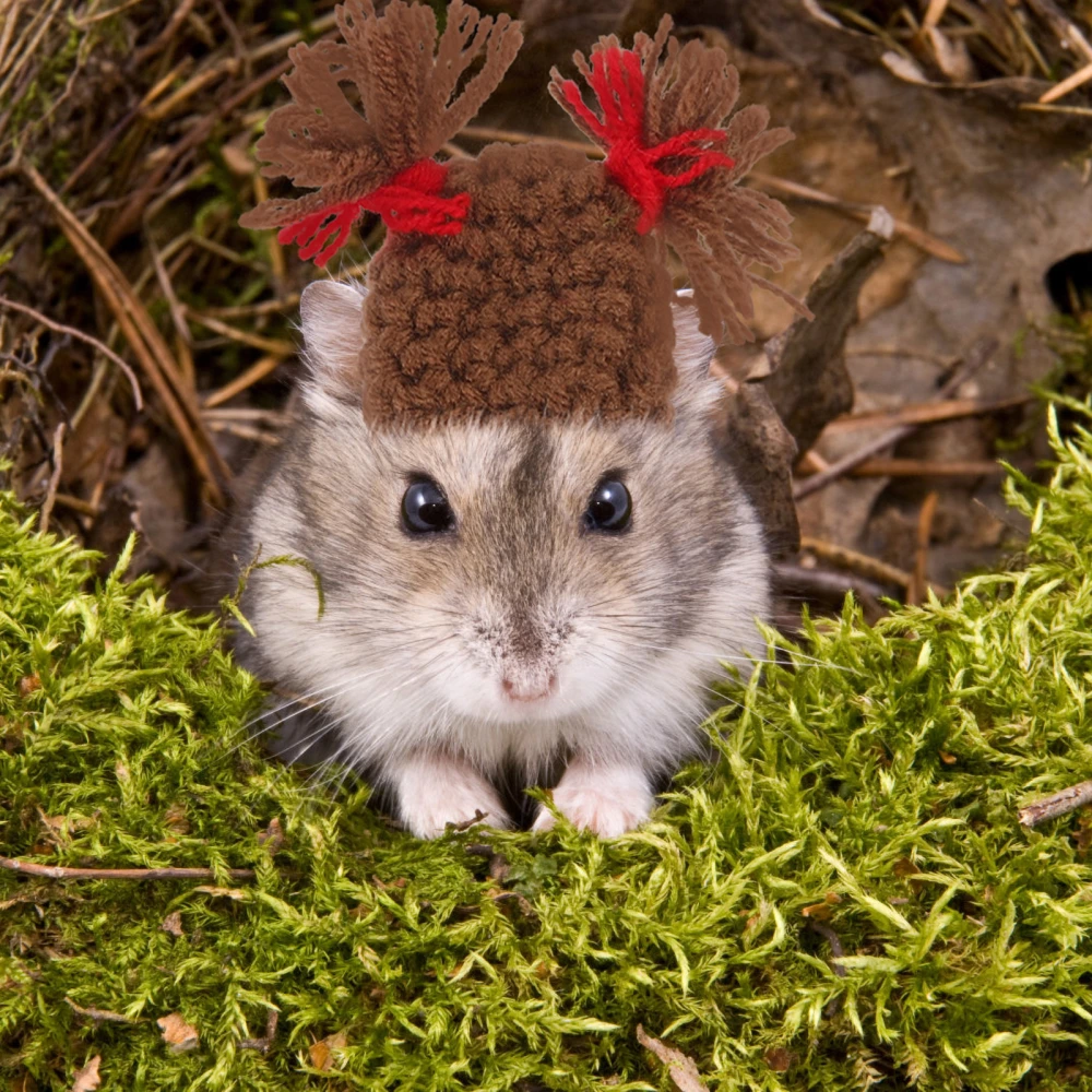 Hamster Cute Hat Small Animal Decorative Adjustable Small Pet Hat Hamster Costume