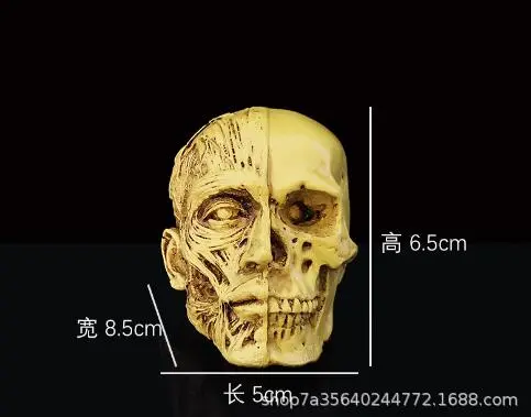 Human Skull Anatomical Model Adult Human Anatomy Head Skeleton Teaching Model