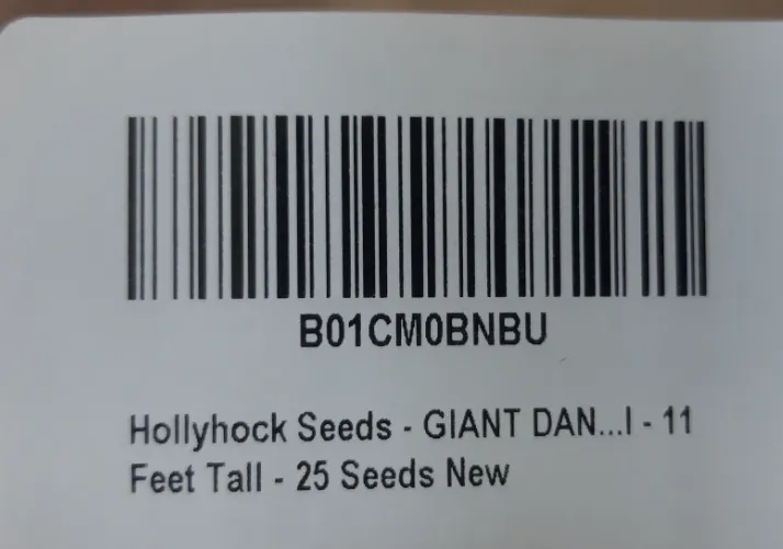 25 Hollyhock Seeds Feet Tall