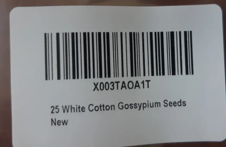 25 White Cotton Gossypium Seeds