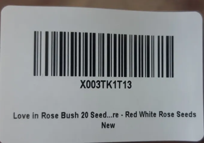 20 Love In Rose Bush Red White Rose Seeds