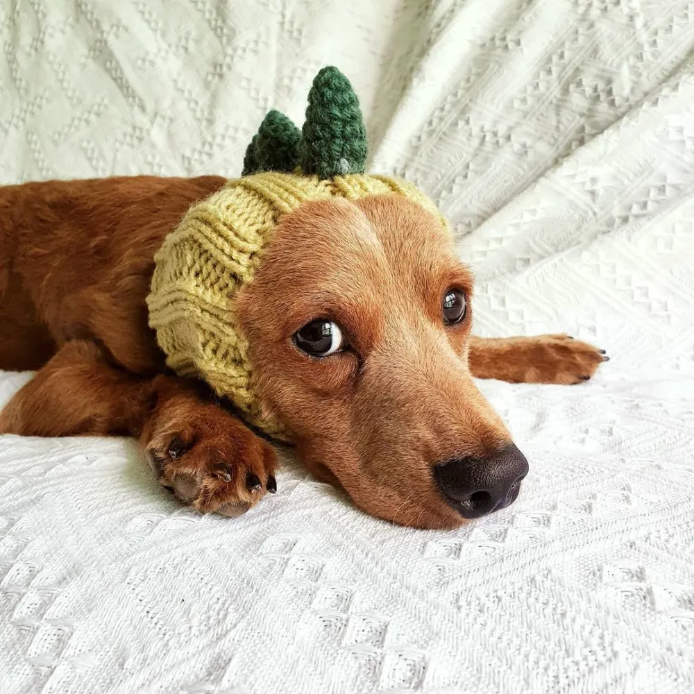 Pet Dog Dinosaur Warm Windproof Halloween Knitted Hat Head Cover