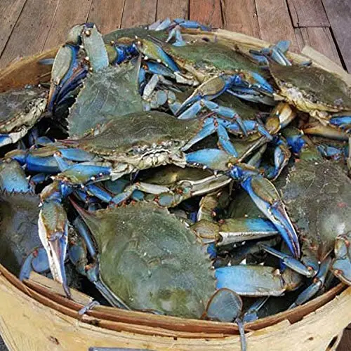 Maryland Blue Crabs Females Sook Steamed (1 Dozen)