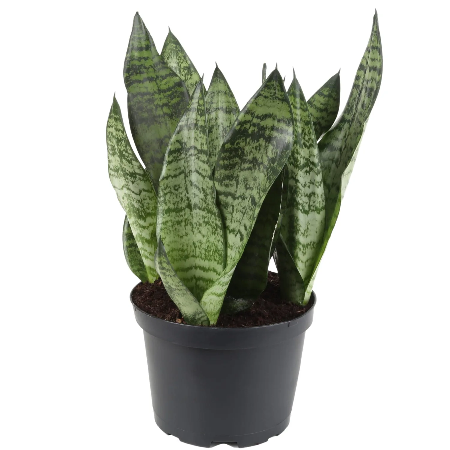 Premium Snake Plant Potting Soil Mix, Green Sansevieria Trifascatia Zeylanica Plants, Plant or Re-Pot Your Snake Plant - (3 Quart Bag)