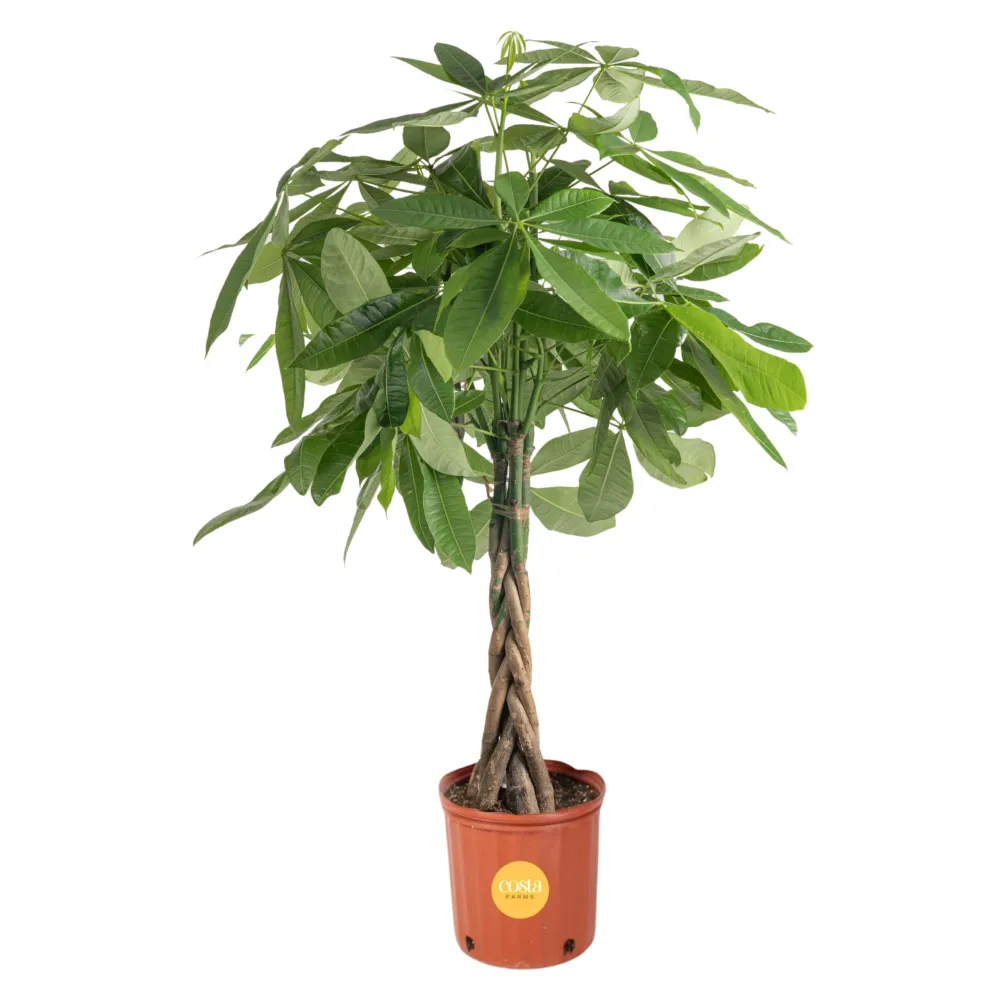 Costa Farms Money Tree, Large, Live Indoor Plant, Easy to Grow Pachira House Plant Gift, Home Décor, 3-4 Feet Tall in Nursery Pot