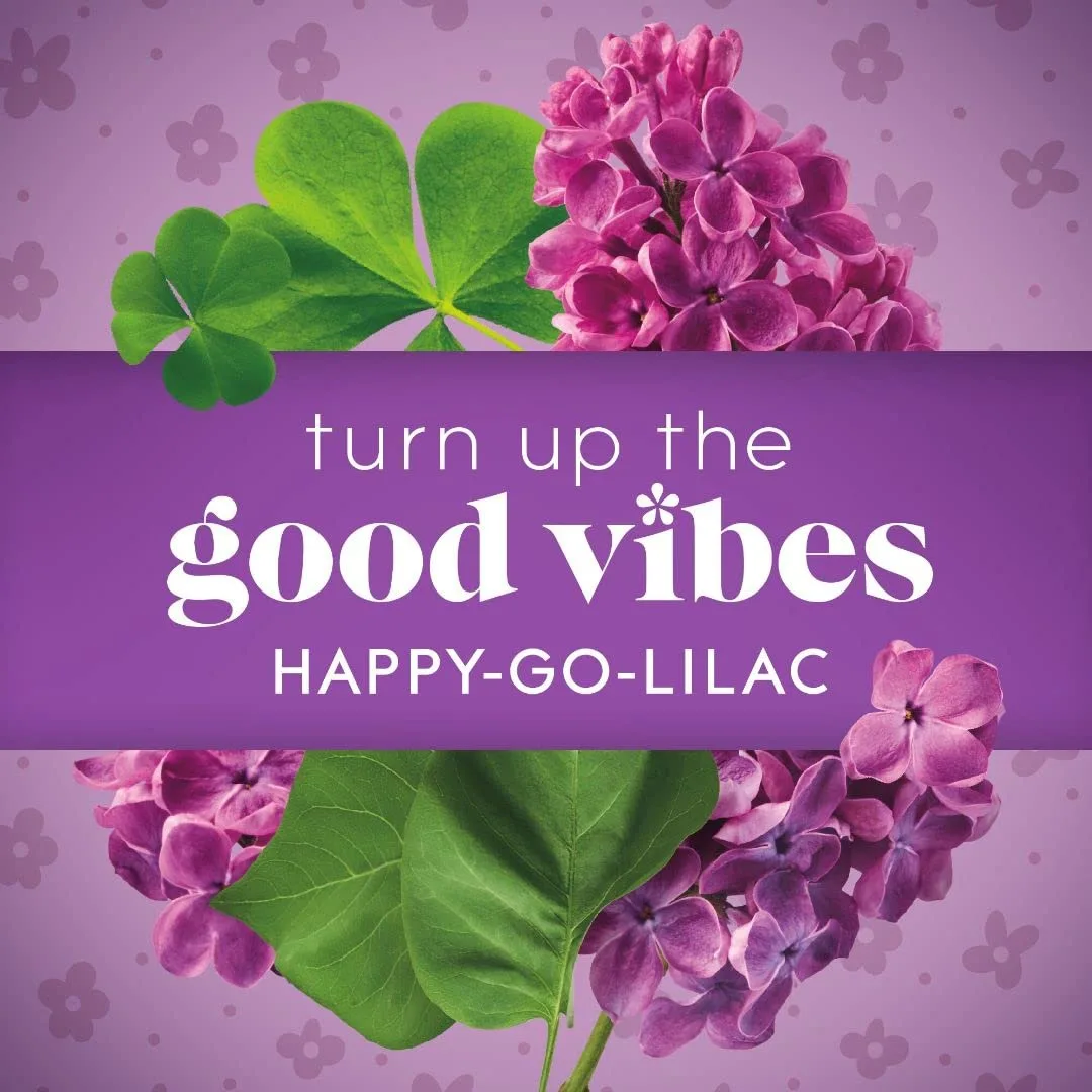Glade PlugIns Refills Air Freshener, Scented and Essential Oils for Home and Bathroom, Happy-Go-Lilac, 3.35 Fl Oz, 5 Count