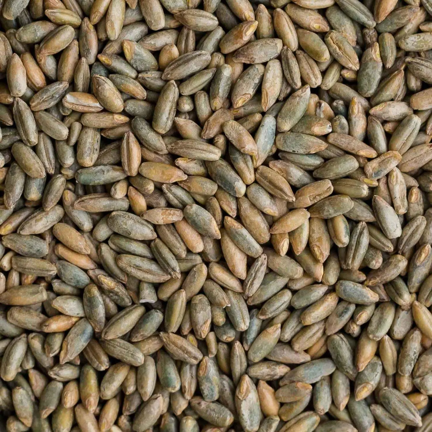 Rye Berries | 2 Pounds | High in Fiber and Iron - 2 Pound Bag of Rye Berries - Made in USA