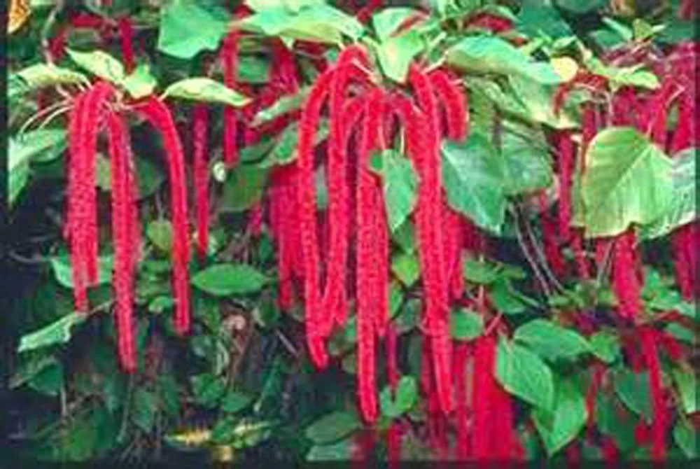 Love Lies Bleeding Seed, 25+ Seeds, Sharp Striking Maroon Blooms, Country Creek Acres