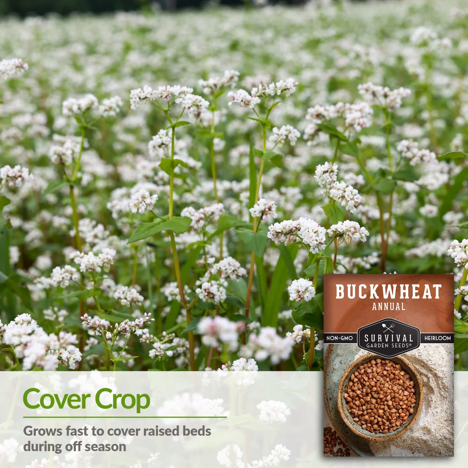 Survival Garden Seeds Buckwheat Seed for Planting - 1 Packet with Instructions to Plant & Grow a Cover Crop & Buckwheat Grain Plants in Your Home Vegetable Garden - Non-GMO Heirloom Variety