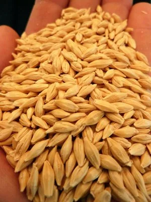 400 Heirloom Common Grain Barley Seeds