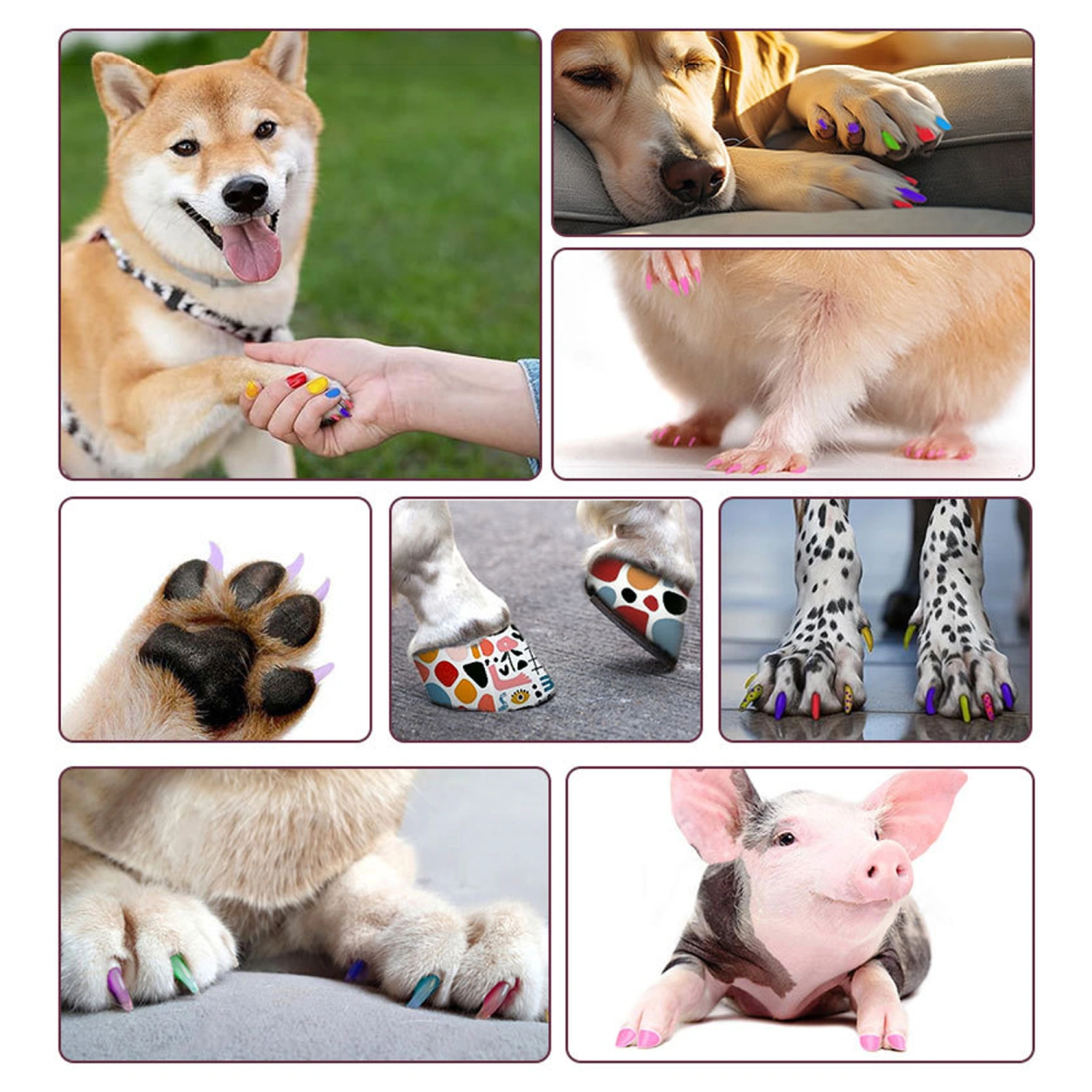 Dog Nail Polish Pen Set 12 Colors Quick Dry Pet Nail Polish Set
