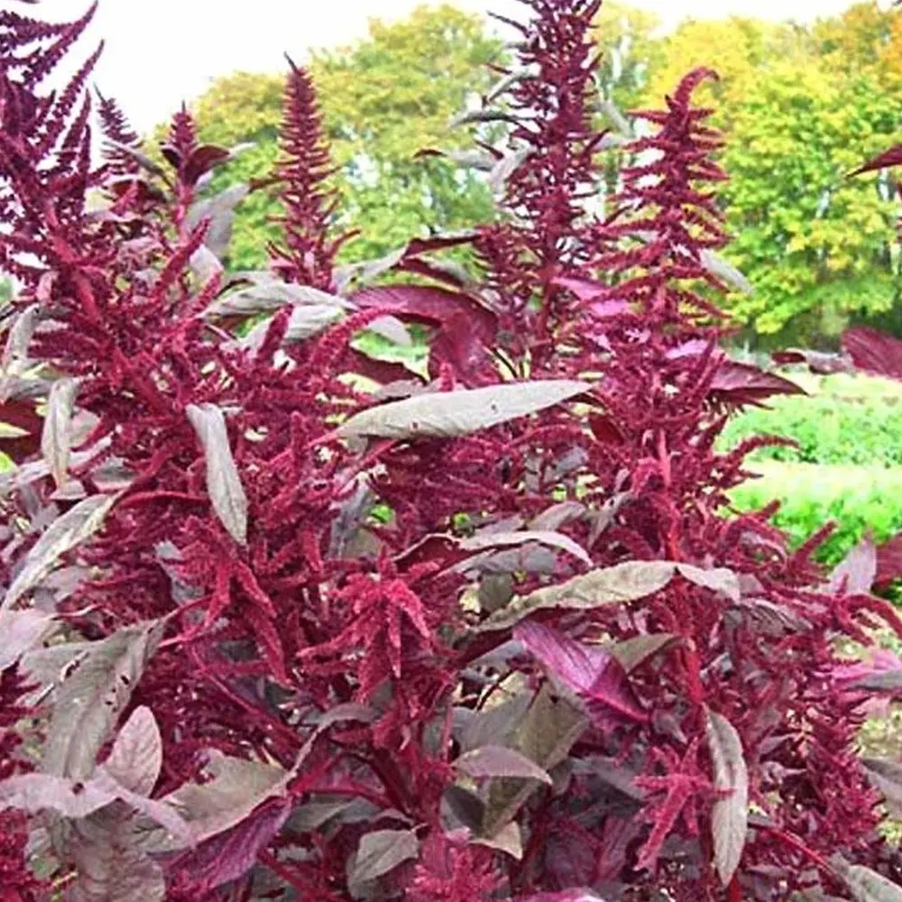 Organic Polish Amaranth - 250 Mg ~250 Seeds - Non-GMO, Organic, Heirloom, Open Pollinated - Plant/Psuedo Grain Seeds