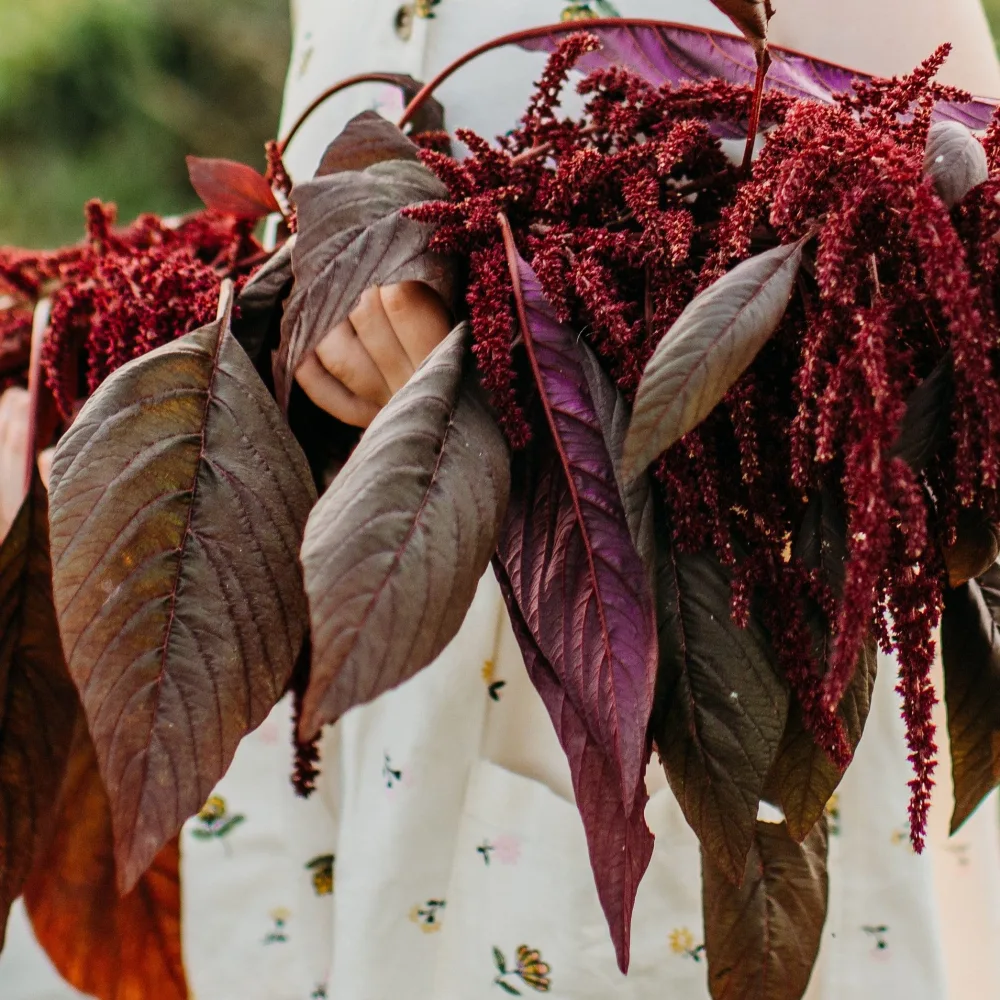 Kerala Red Spinach Amaranth - 200 Seeds - Heirloom & Open-Pollinated Variety, Non-GMO Vegetable Seeds for Planting in The Home Garden, Thresh Seed Company