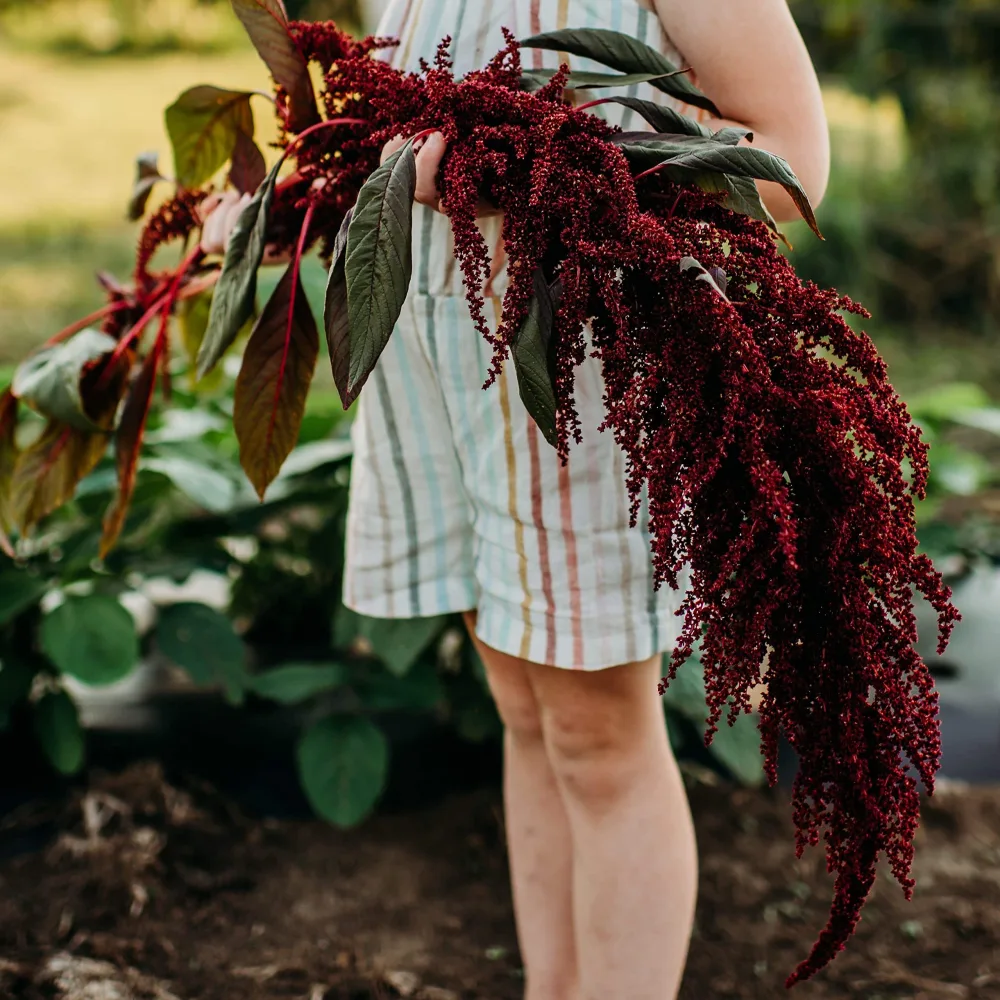 Hopi Red Dye Amaranth - 200 Seeds - Heirloom & Open-Pollinated Variety, Non-GMO Vegetable Seeds for Planting in The Home Garden, Thresh Seed Company