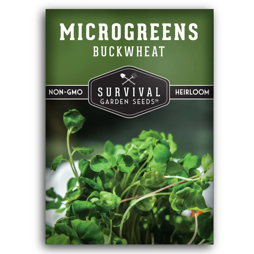 1 Pack Buckwheat Microgreens Seeds for Planting and Growing - Plant Green Leafy Micro Vegetable Plants Indoors - Grow Your Own Mini Windowsill Garden - Non-GMO Heirloom - Survival Garden Seeds