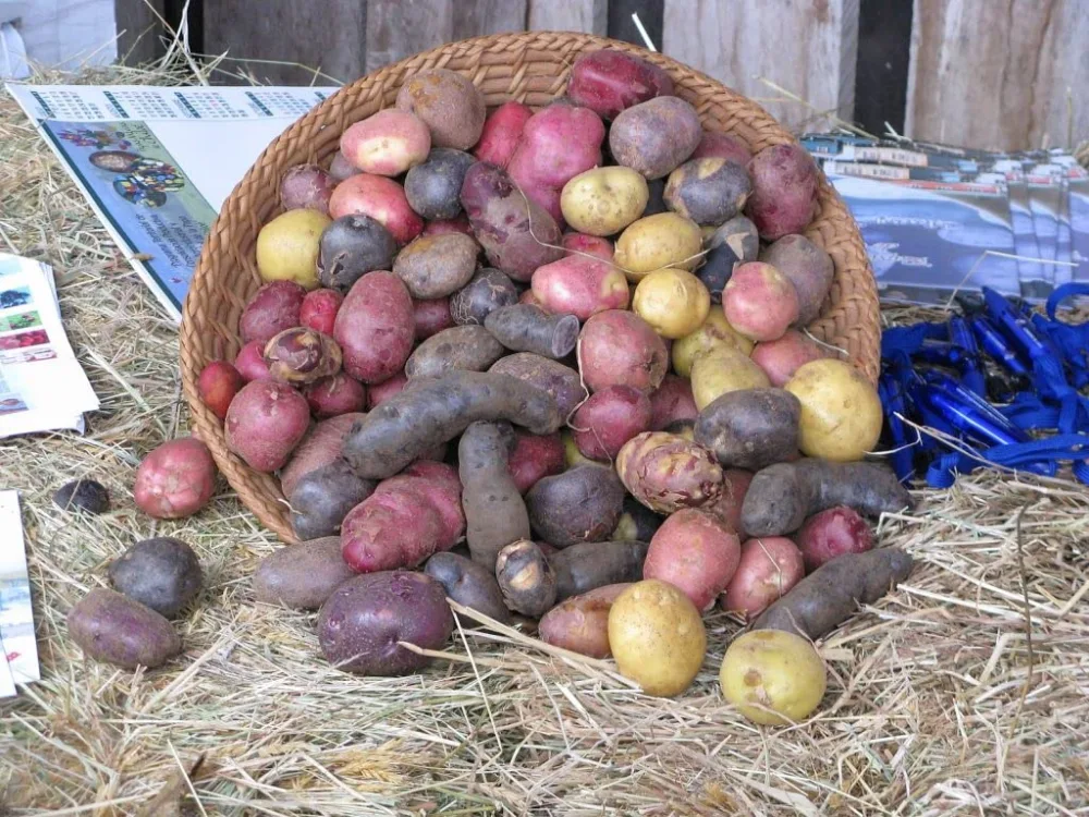 Simply Seed Potato Mix, 5 lbs. Certified Seed Non GMO Red Pontiac, Golden Yukons and Purple Majesty