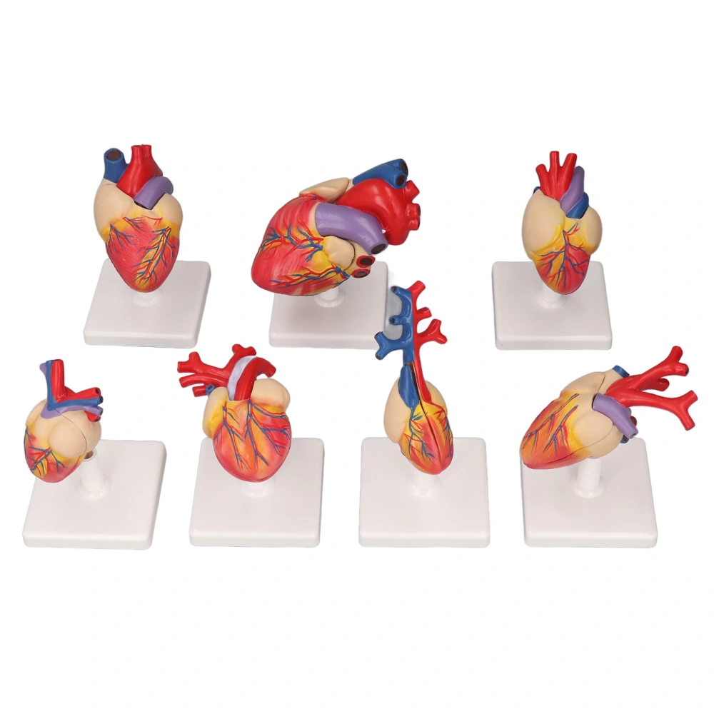 7PCS Heart Anatomy Models with Support Base Life Size PVC Human Heart Model for Medical Teaching Education