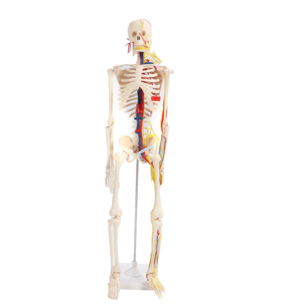 85cm Human Skeletal Assemble Model Clear Structure DIY Skeleton Crafting Educational Toy for Students