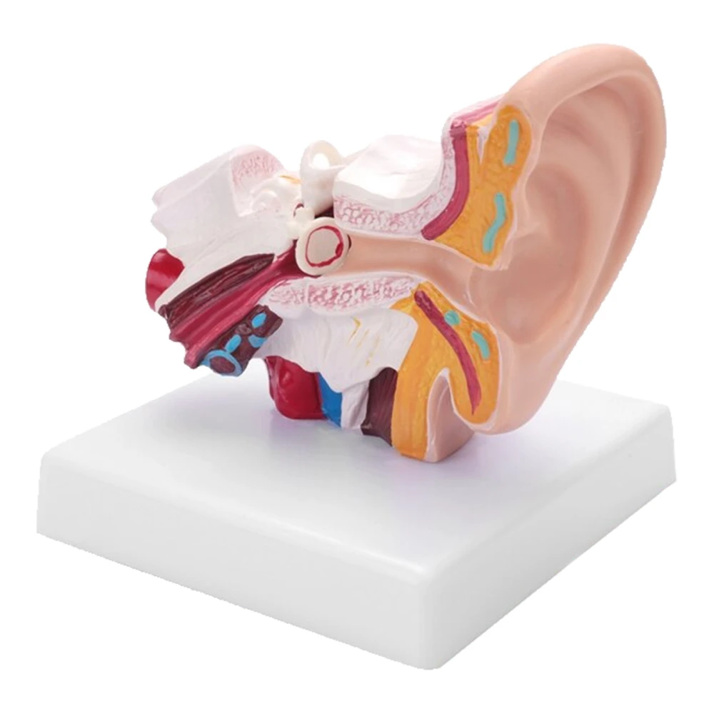 Human Ear Anatomy Model 1.5 Times Enlarged PVC Anatomical Ear Model for Learning Display Research