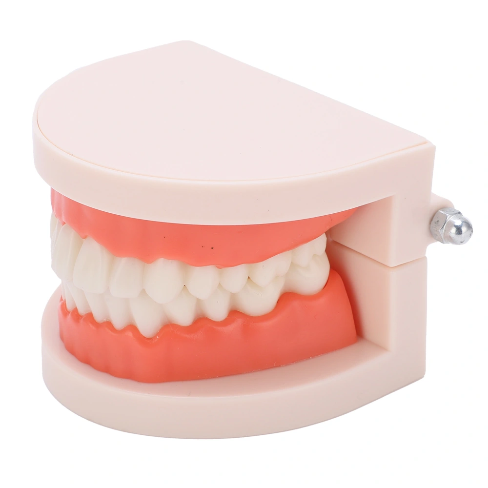 Small Teeth Model Kindergarten Brushing Teaching Model Oral Medical Education Tools for Kids