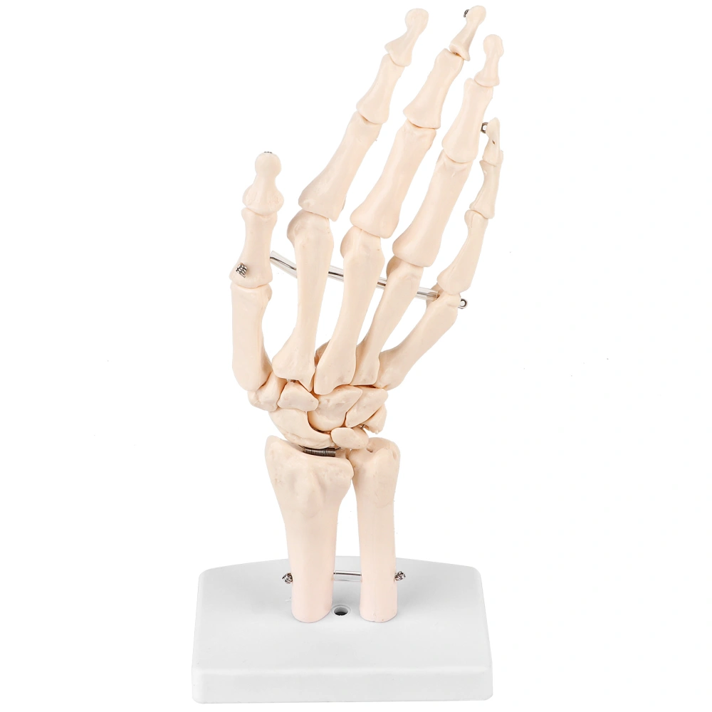 Medical Anatomical Life size Human Hand Joint Study Skeleton Model