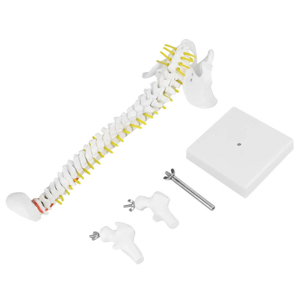 38cm Removable Flexible Human Spine Model for Skeleton Anatomy Study Teaching