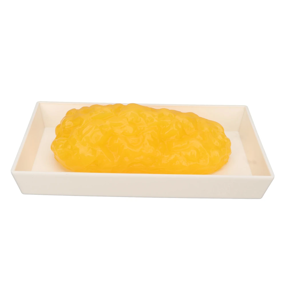 Human Body Fat Replica 1lb Human Fatty Tissue Demonstration Model for Nutritionist Science Course