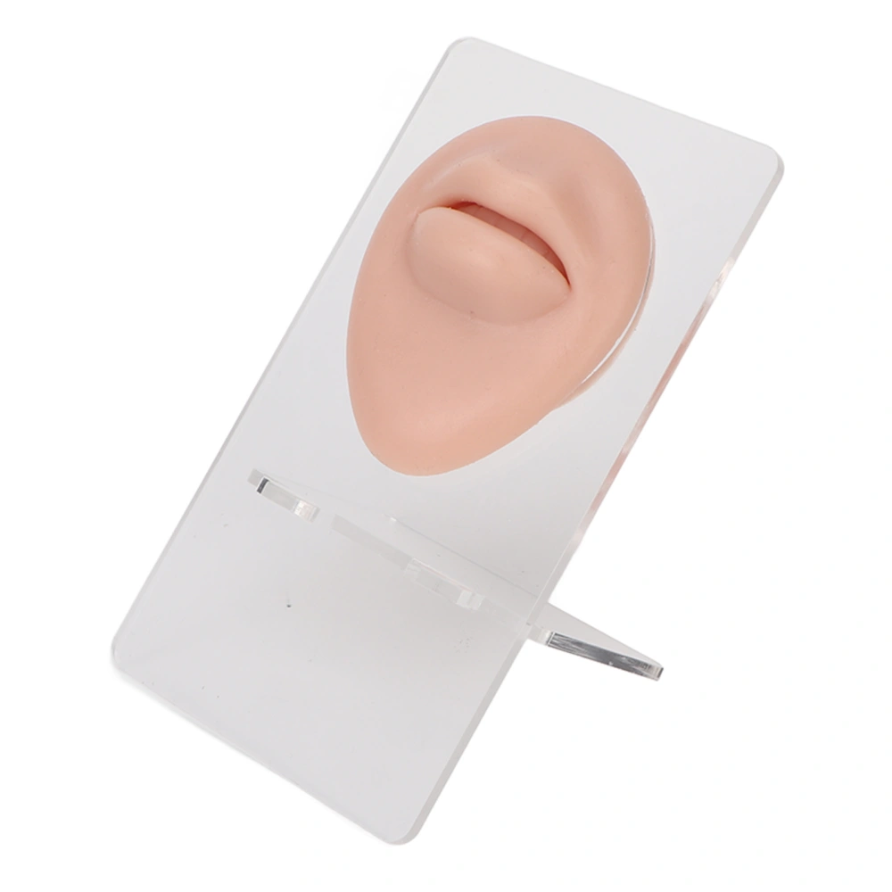 Simulated 3D Mouth Model Piercing Practice Silicone Mouth Model with Acrylic Stand for Jewelry Display Medium Skin Color