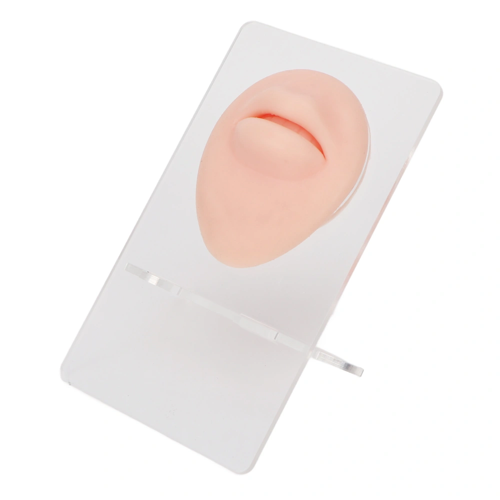 Simulated 3D Mouth Model Piercing Practice Silicone Mouth Model with Acrylic Stand for Jewelry Display Light Skin Color