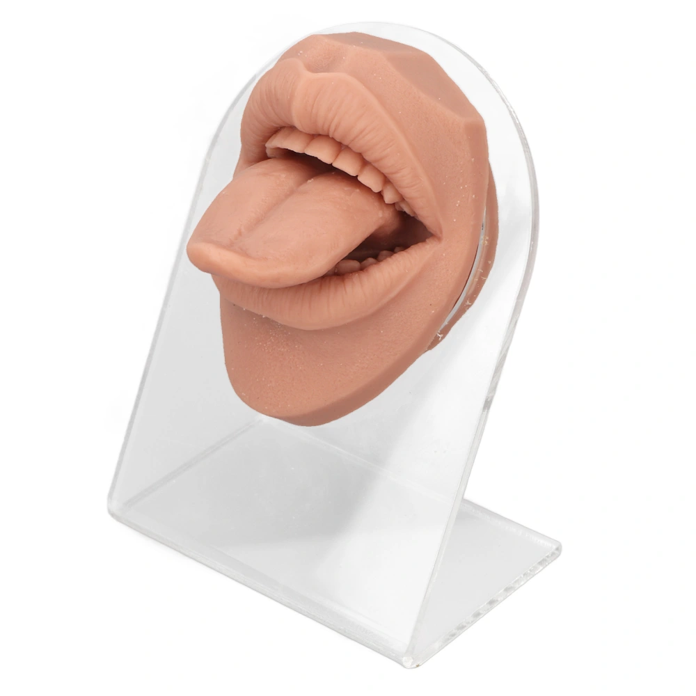 Human Tongue Model Soft Silicone Lifelike Acrylic Stand Mouth Model for Jewelry Display Flesh Blond