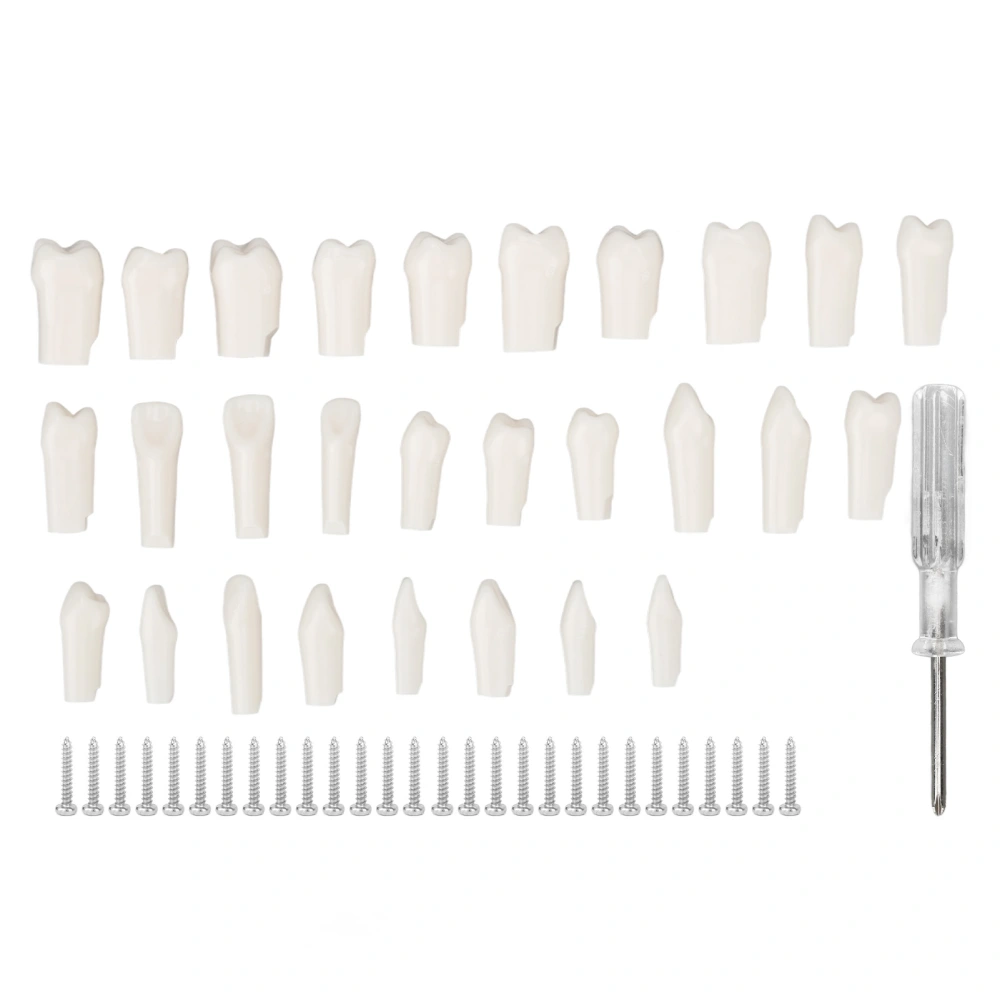 28Pcs Removable Teeth Piece Durable Plastic Removable Design False Teeth for Typodont Teaching Study