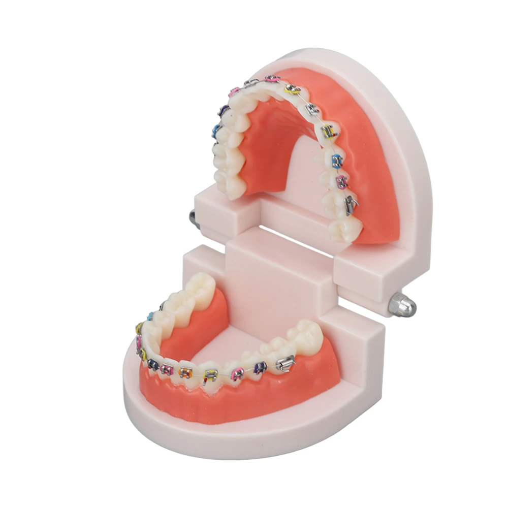 Dental Typodont Teeth Model with Orthodontic Metal Bracket for Dentist Teaching Research Dental Laboratory