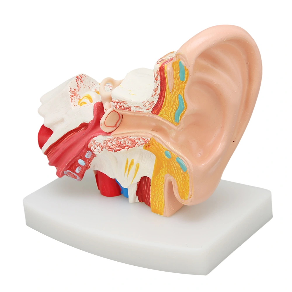 Human Ear Anatomical Model Clear Structure Simulation Inner Ear Model for Education Display