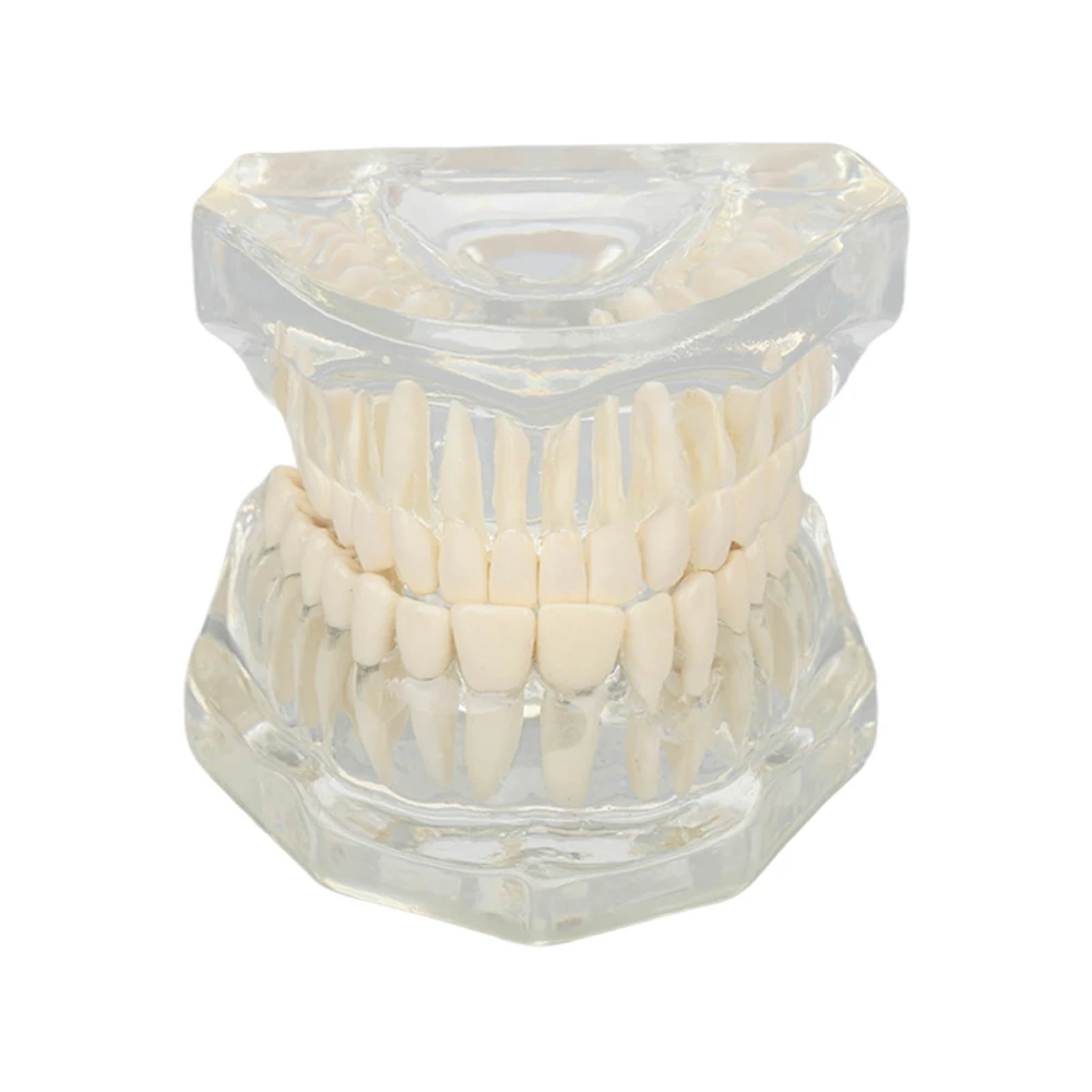 Transparent Dental Model Clear Structure Educational Dental Teeth Display Model for Dental Clinic