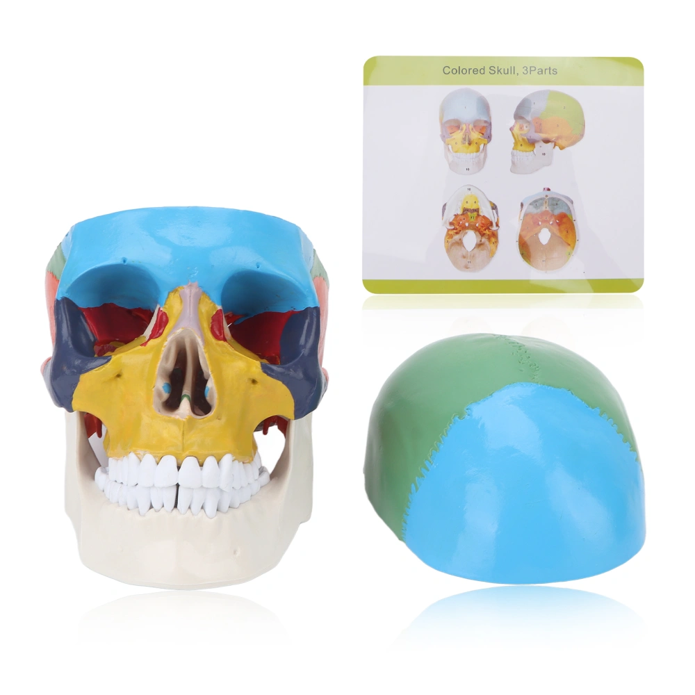 Colored Skull Model School Detachable Anatomy Human Skull Model for Teaching Learning Course