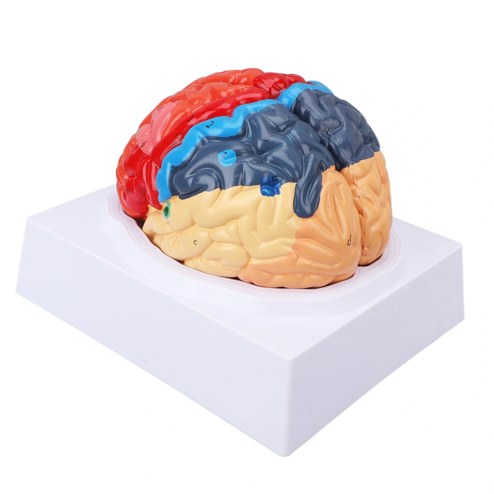 Anatomical Human Brain Model Cerebral Artery Color Partitioned Left Right Brain Assembled Model for Learning