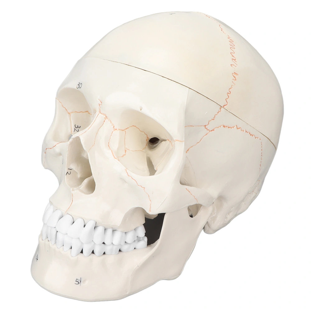 Skull Model Life Size Multipurpose Human Adult Skull Anatomical Model for Science Education Supplies