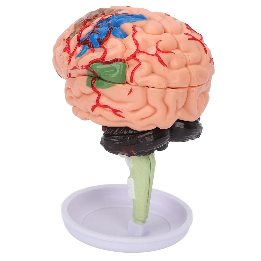 4D Anatomical Brain Assembled Model Clear Structure Vinyl Simulation Brain Model for Learning