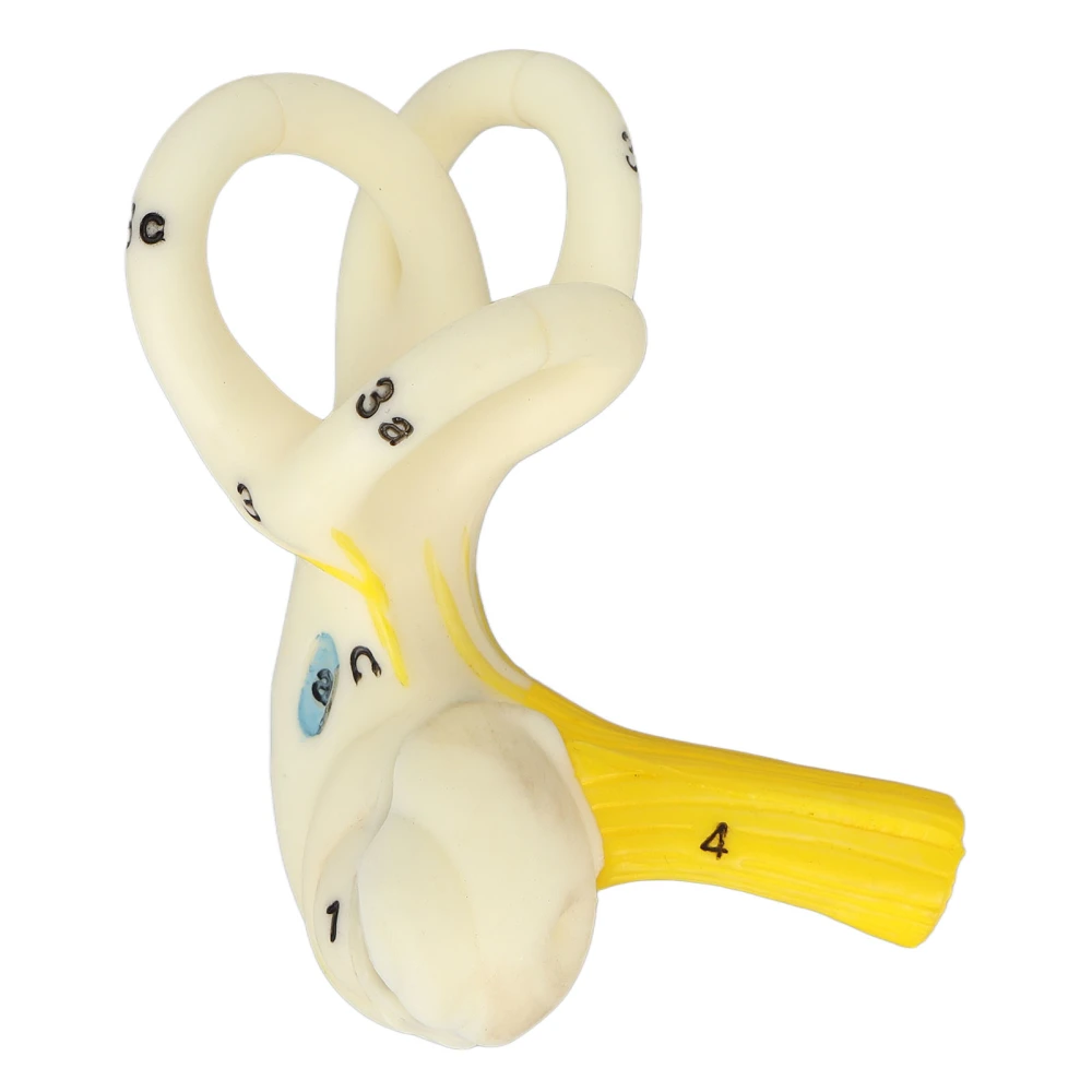 Ear Semicircular Canal Anatomical Model 5X Magnification Clear Structure Inner Ear Cochlea Model