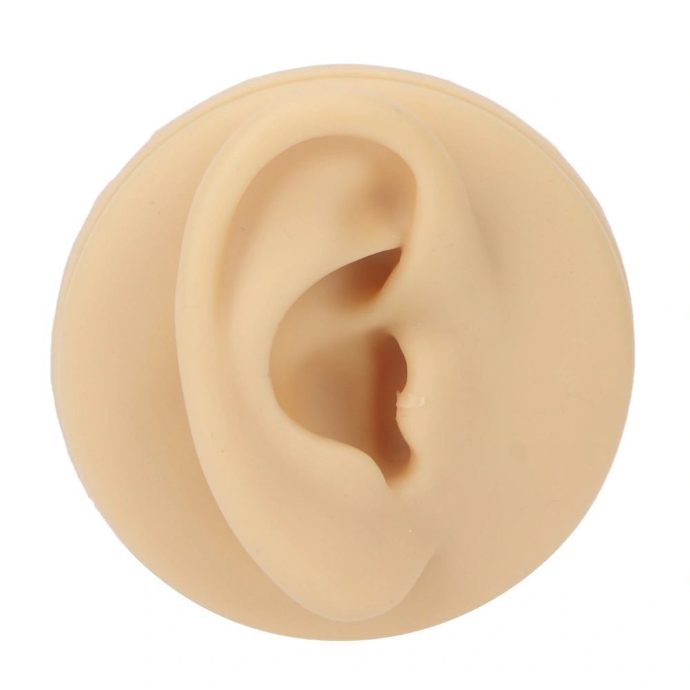 Ear Zone Model Soft Silicone Waterproof Lifelike Clear Structure Human Right Ear Learning Model