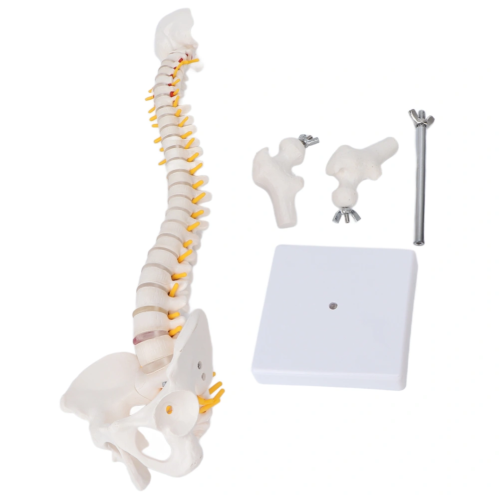 Vertebral Column Model Flexible Spine Caudal Vertebra Anatomical Model with Spinal Nerves for Science Classroom Teaching