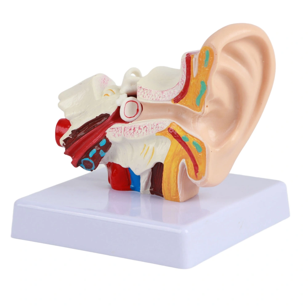 Ear Model Anatomy 1.5:1 Magnified Scientific Professional Simulation Small Human Anatomy Model