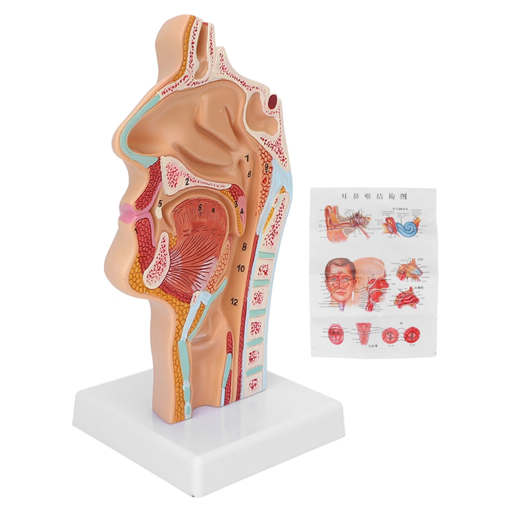 Human Nasal Oral Cavity Throat Anatomical Model for Science Classroom Teaching Presentation Display