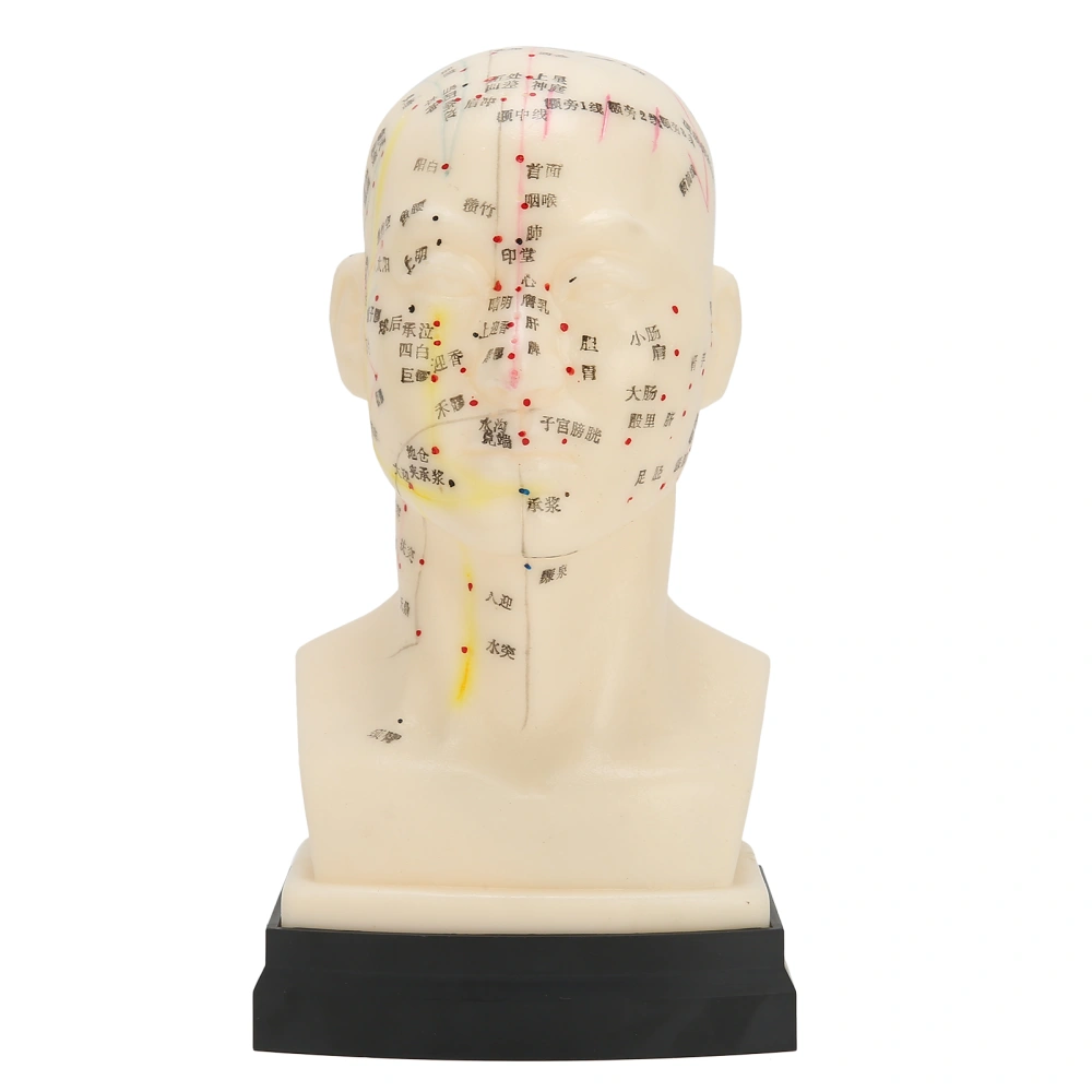 Head Acupuncture Model Acupuncture Teaching Full Face Clear Lettering Education Study Tool