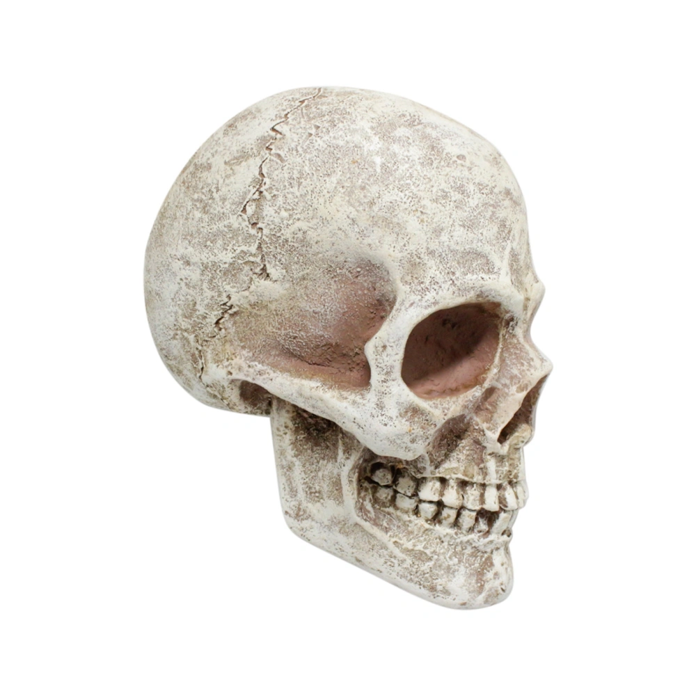 Halloween Skull Statue Realistic Profile Skeleton Head Figurines 