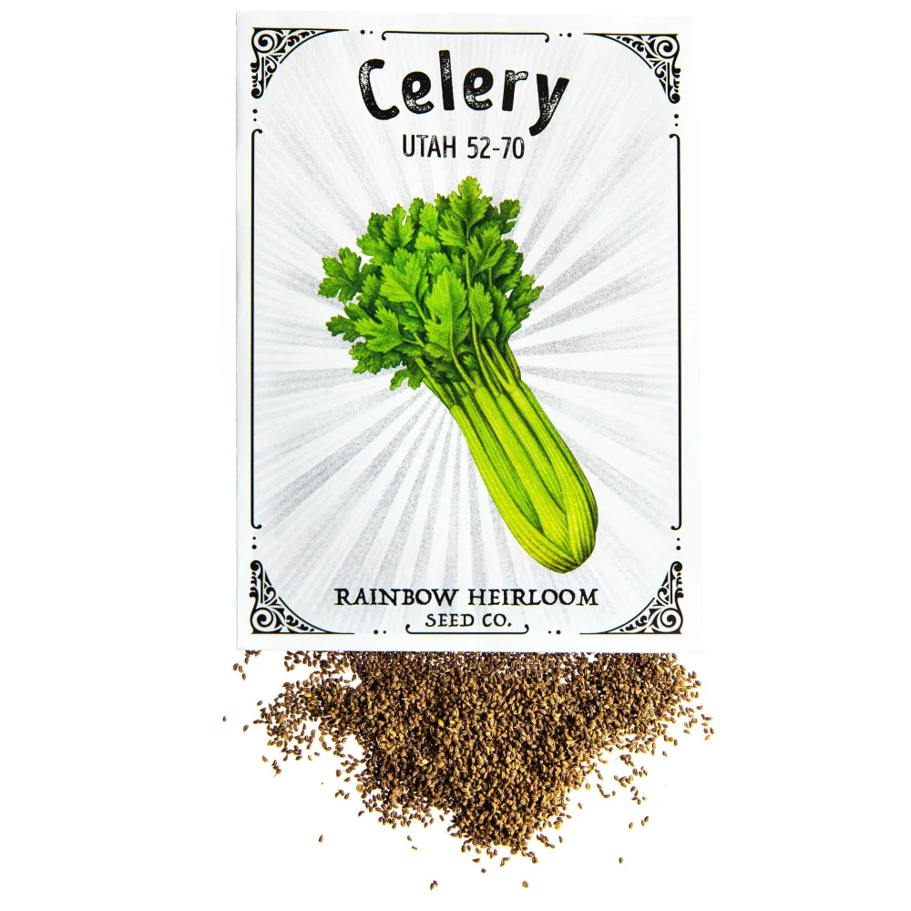 Celery Seeds for Planting | Utah 52-70 Variety (1g Packet - Approx 2,300 Seeds) | Non-GMO & Heirloom Seeds | Illustrated Seed Packet with Growing Instructions by Rainbow Heirloom Seed Co.