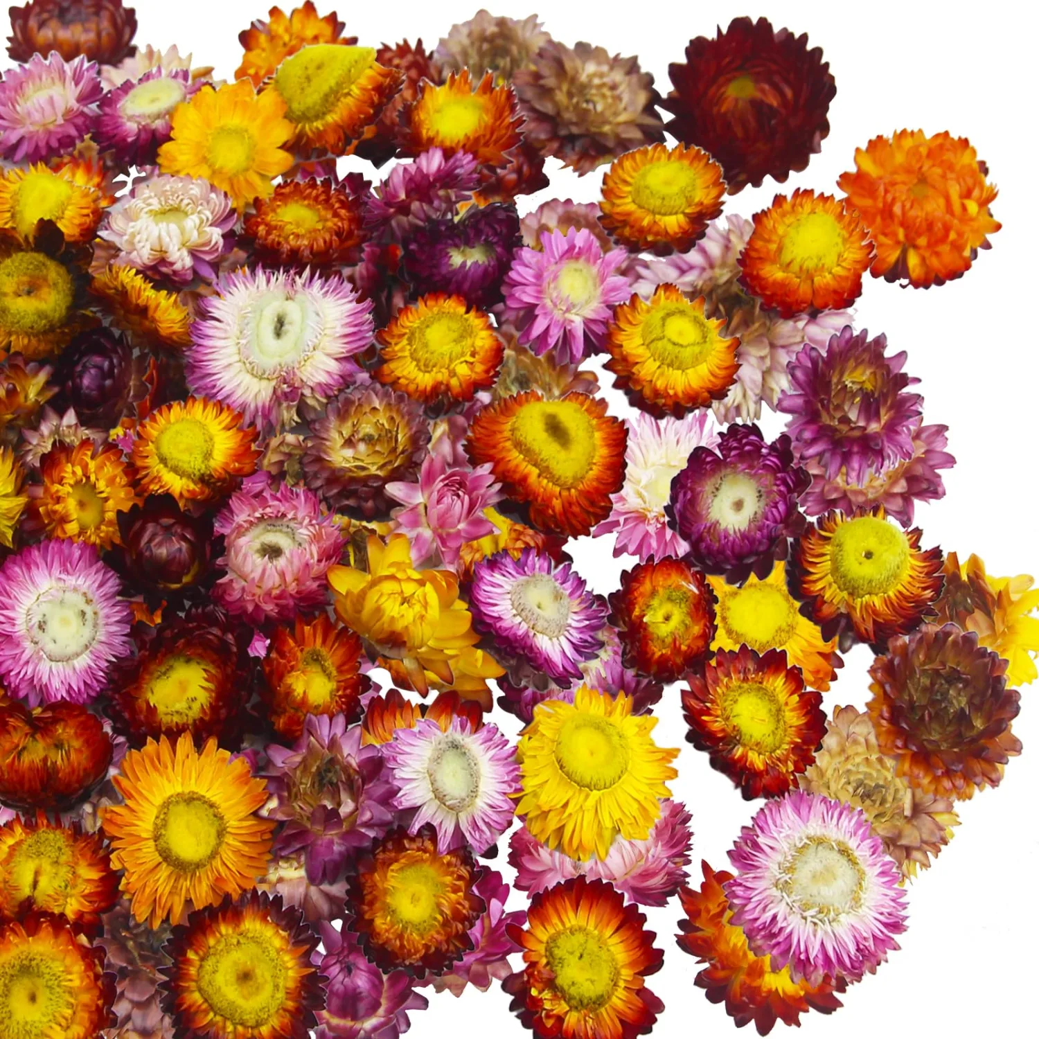 60 Pcs Natural Dried Daisy Flowers Heads Bulk Gerbera Daisies Multicolor Real Sunflowers Chrysanthemum Dry Flower Arrangements for Wedding Decor Home Party Decoration Headband DIY Craft